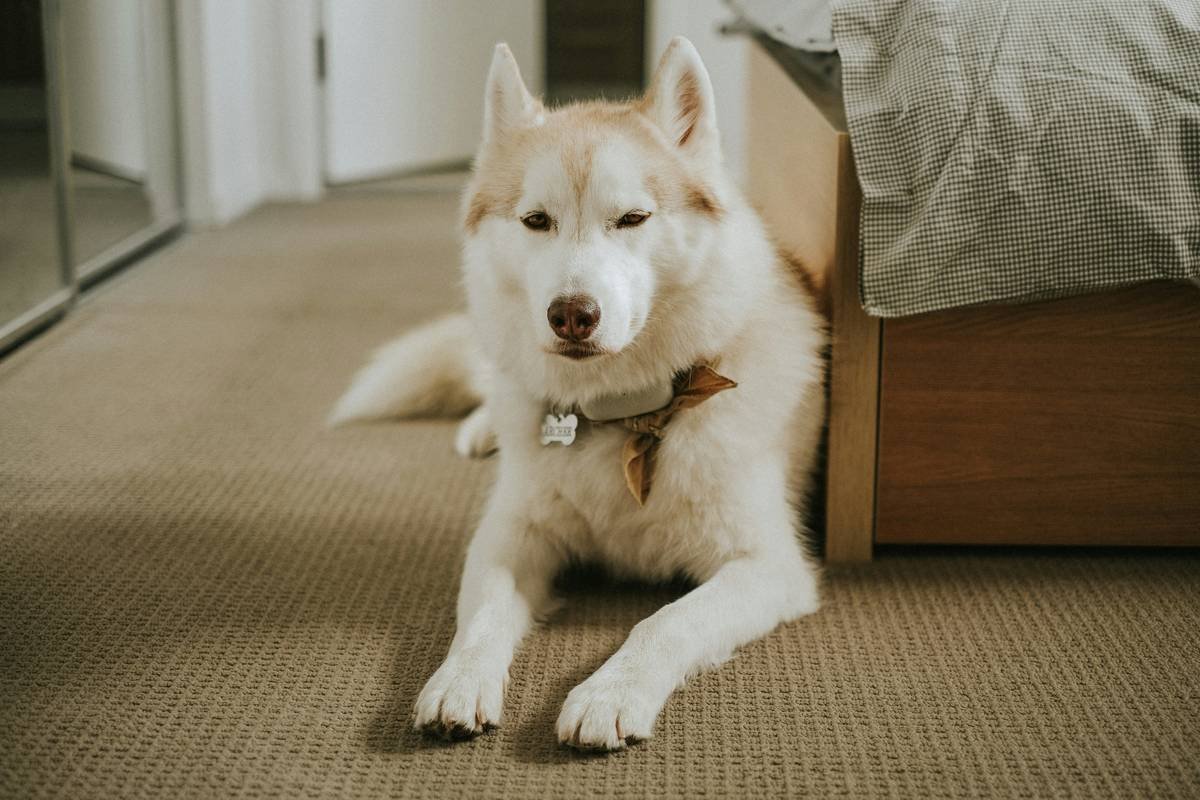 Why Your Nightstand With Dog Bed Might Be the Coziest Upgrade You’ll Ever Make